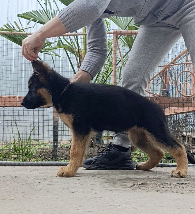 Немецкие овчарки ( стандарт)