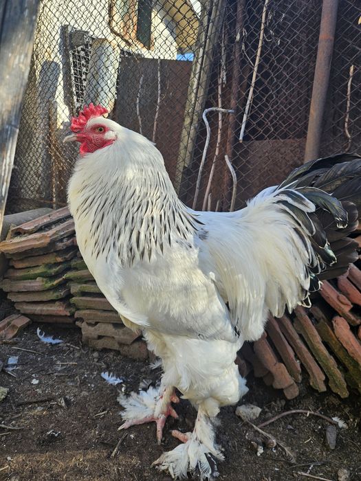 Петли колумбийска брама