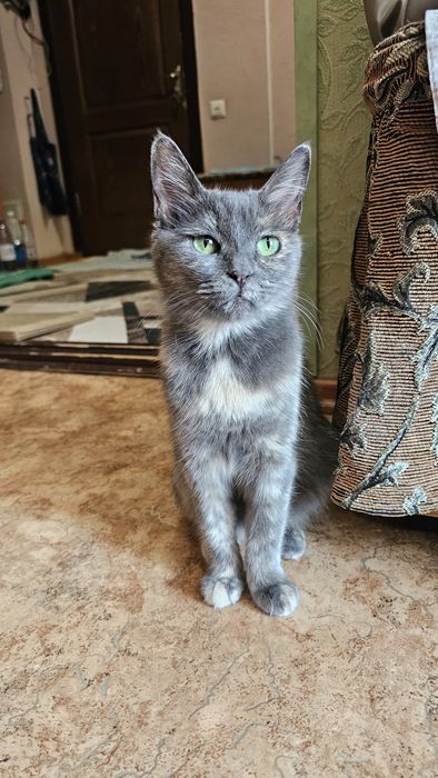 Стерилизованная кошка