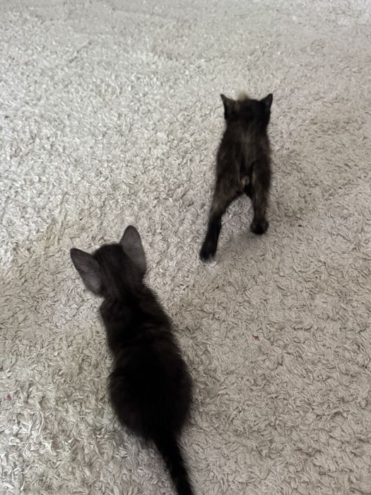 Котята ищут дом,очень ласковые