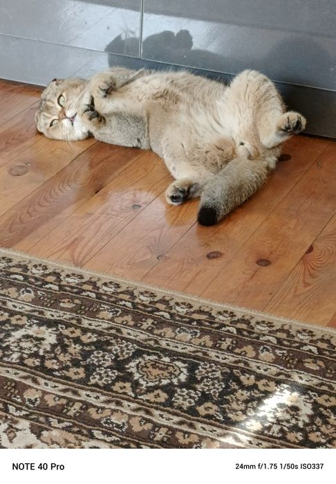 Продаётся 9 месячный катено.Шатнанский  фолд. Акрас залатая шиншилла.