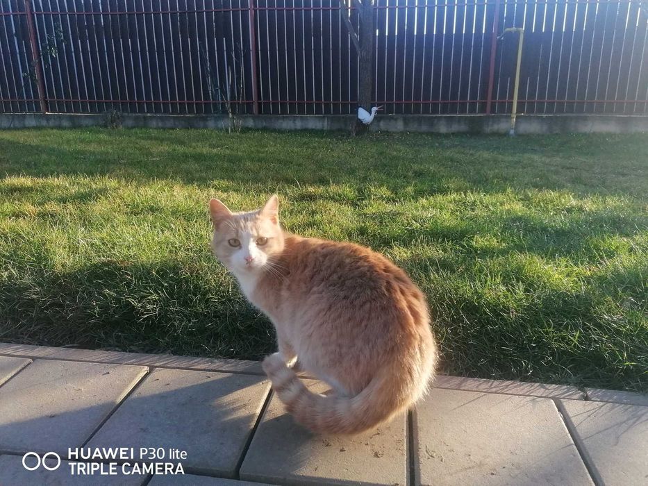 Donez pisica frumoasa și blândă 7 luni