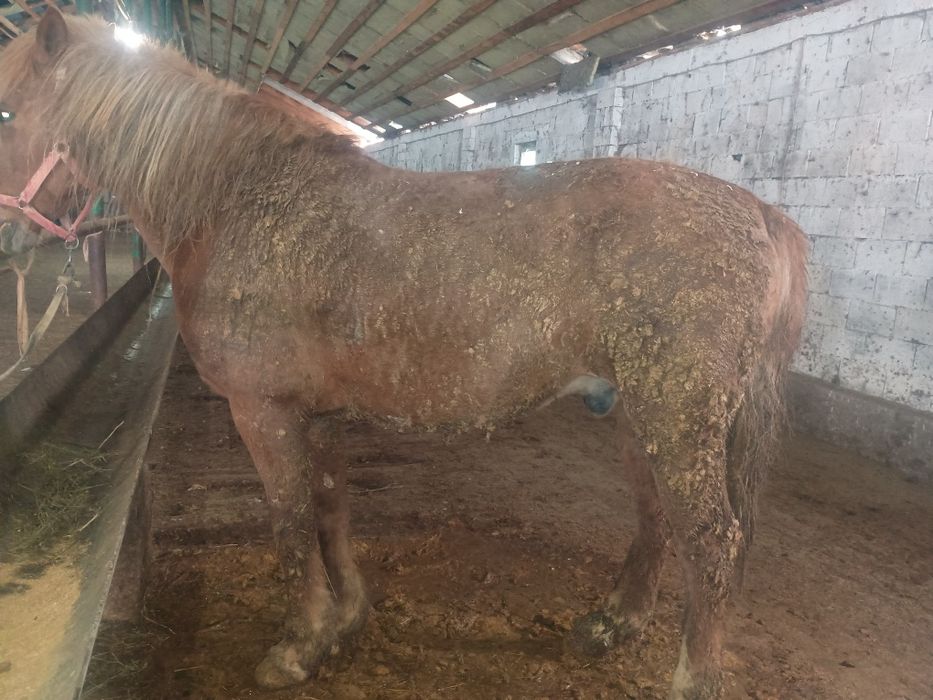 Семіз айғыр сатылады