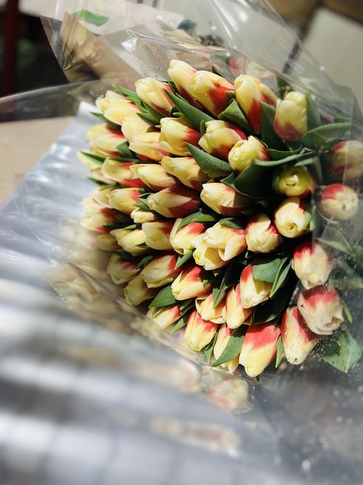 Тюльпаны разных цветов