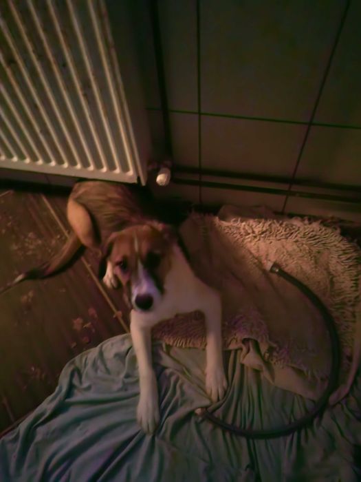 Donez catelusa 5 luni Talie mica +Catelus Negru sub 1 an