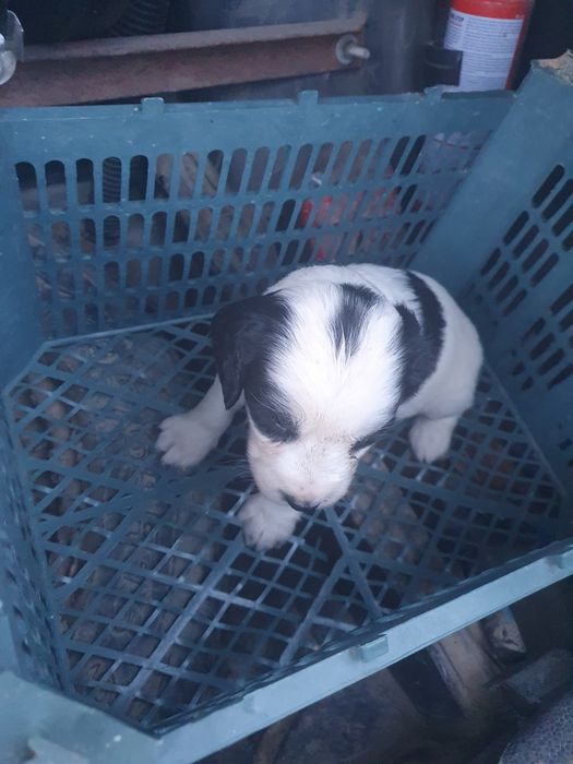 Охотничи собака спаниель