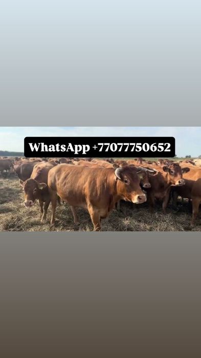 Продам Быки коровы Крс