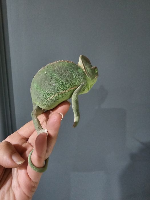 Хамелеон йеменский  самка продам