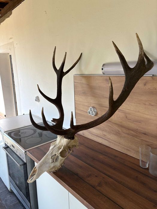 Рога на благороден елен - трофей