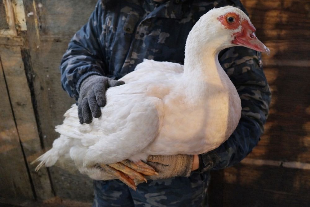 Продам селезня индоутки крупной породы белая и бело-голубая черная