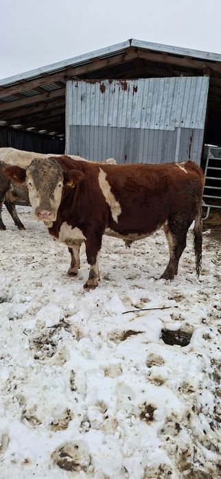 Taur rasă balțată