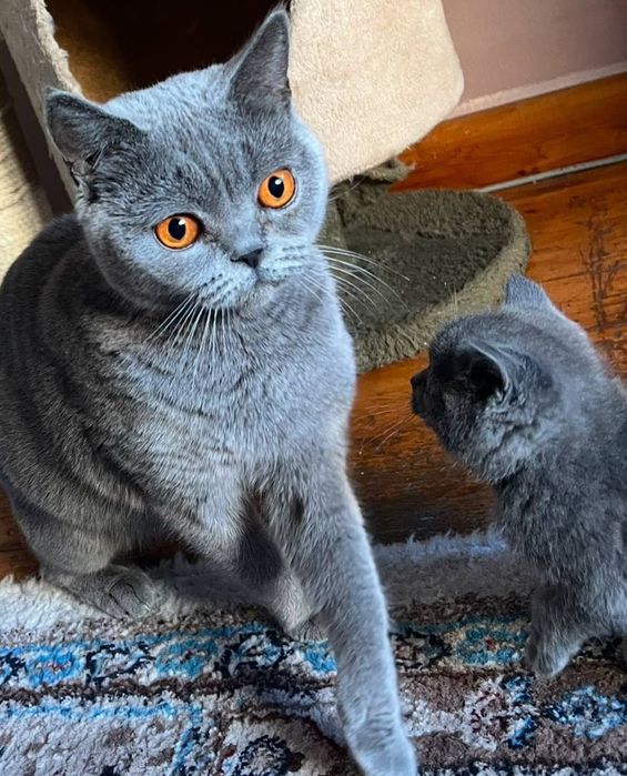 Hayvonlar bilan onlayn jinsiy aloqa