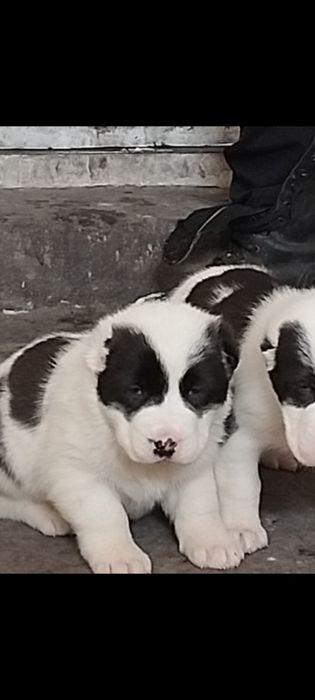 Щенки алабай  ...