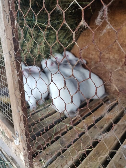 Iepurasi Californieni