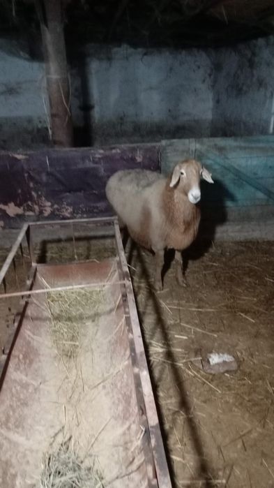 Продам БАРАНА АРАШАН крупный