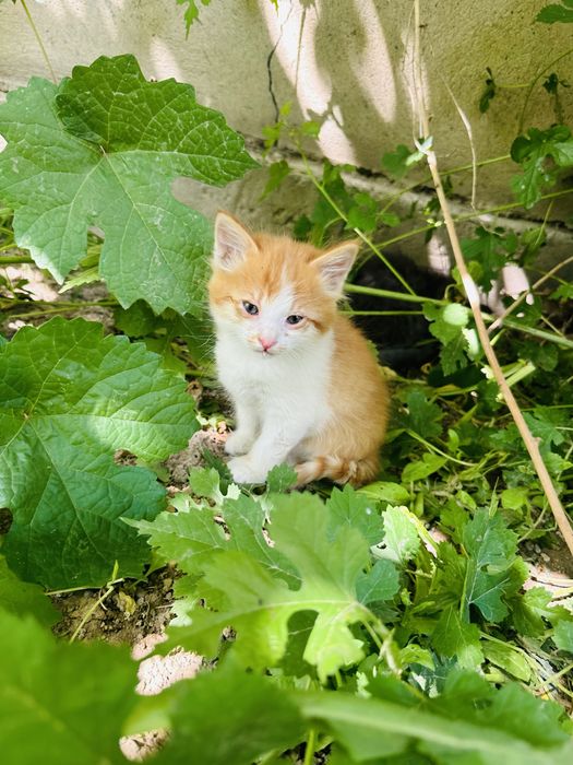 Отдам котят бесплатно