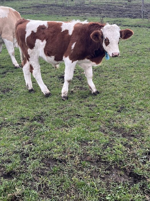 Tauras Baltat Romanesc…..