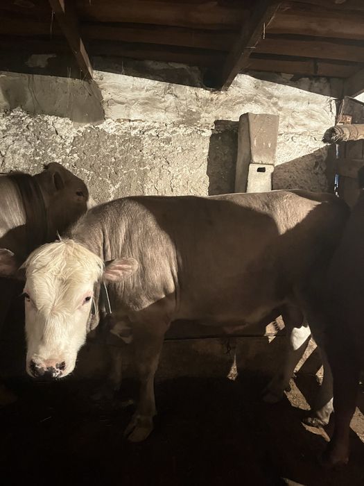 Бұқалар сатамын 1жылдық