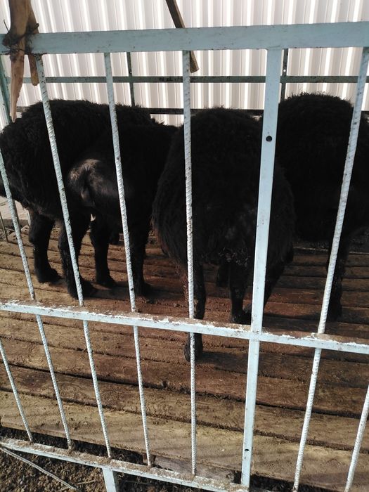 Кучкорлар сотилади