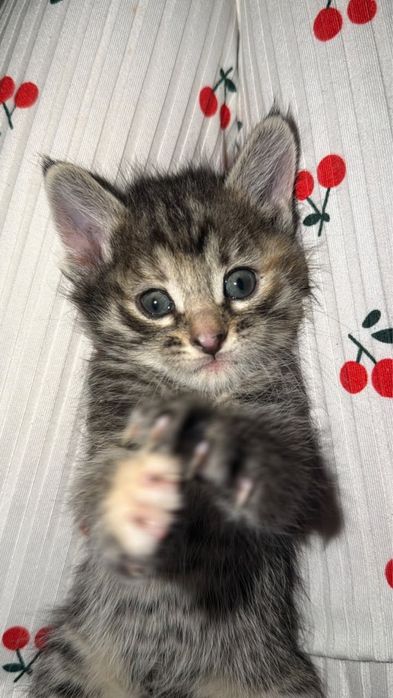 Отдам котят котята ищут дом