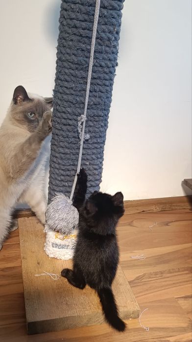 Чёрный котёнок — отдам даром в добрые руки!
Малышу 1 месяц.
Он ласковы