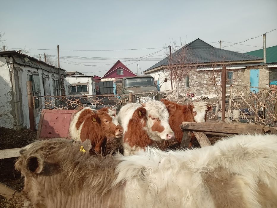 Продам бычков годовалых и двухлеток