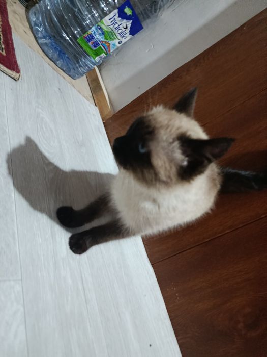 СИАМ зотли мушук сотилади...Ўғил бола..Соғлом Иштахаси зўр.