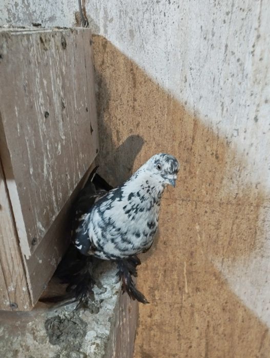 Продам Голубку Сочь или Гульсар