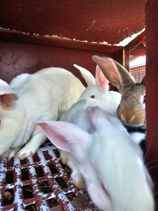 Iepurași de vanzare