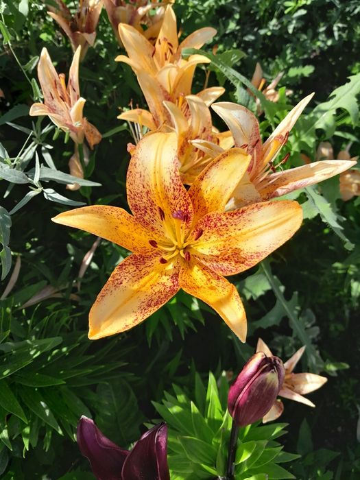 Продам лилии домашние.