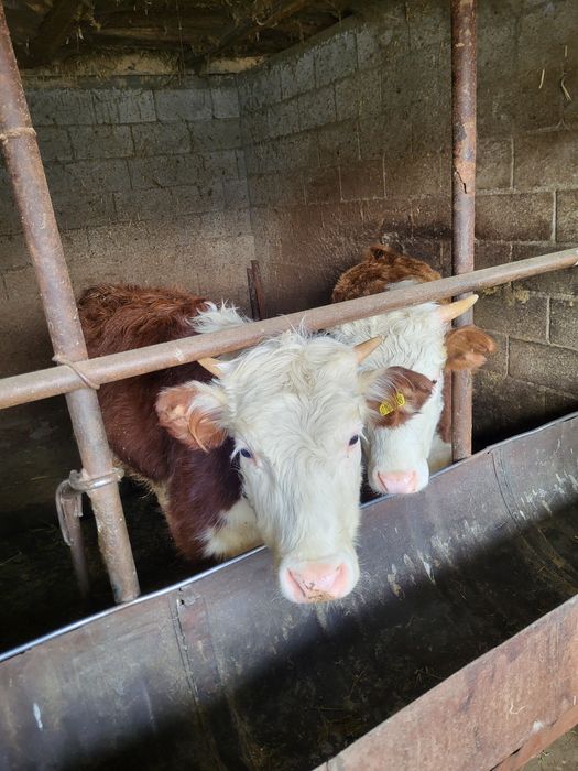 Продам тёлок 4 шт,2 бычка