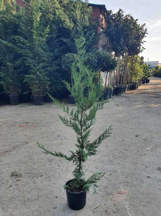 Plante decorative pentru amenajări exterioare elegante