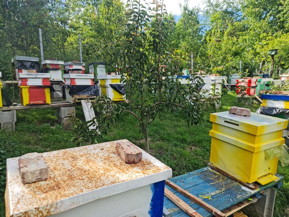 Vand familii de albine cluj napoca