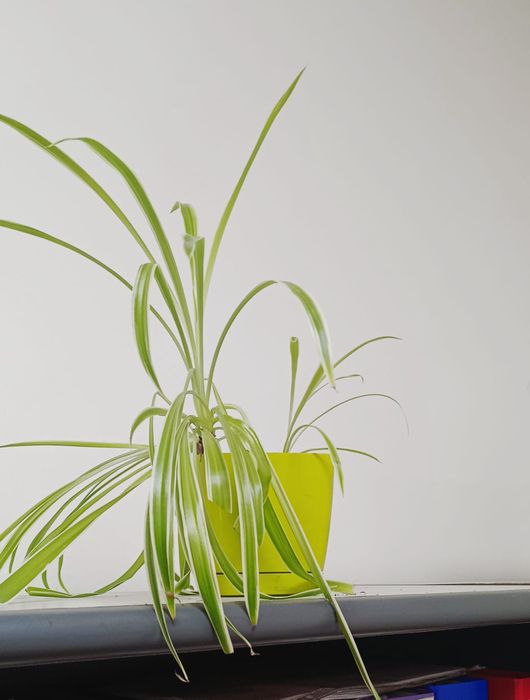 Продам комнатные цветы — хлорофитумы