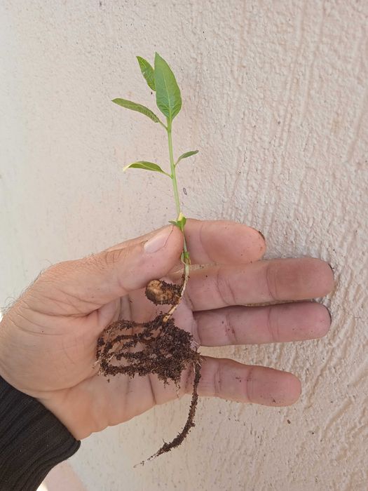 Продавам фиданки Шам фъстък Целогодишно разсаждане!