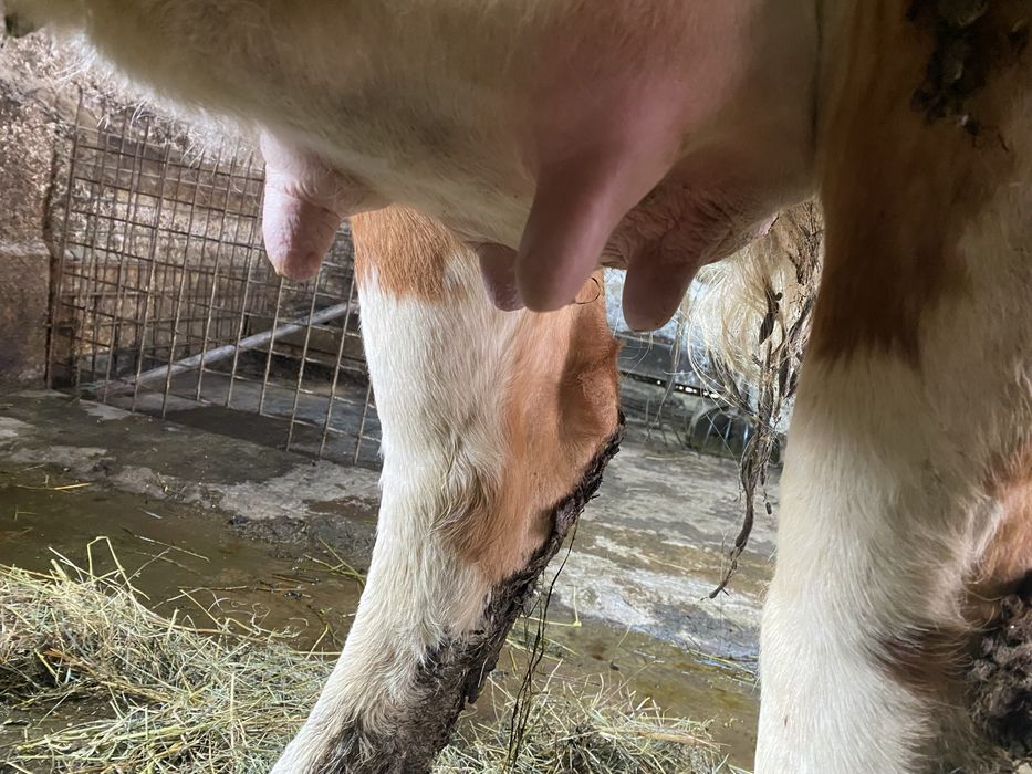 Vand vaca cu lapte, la prima fatare!