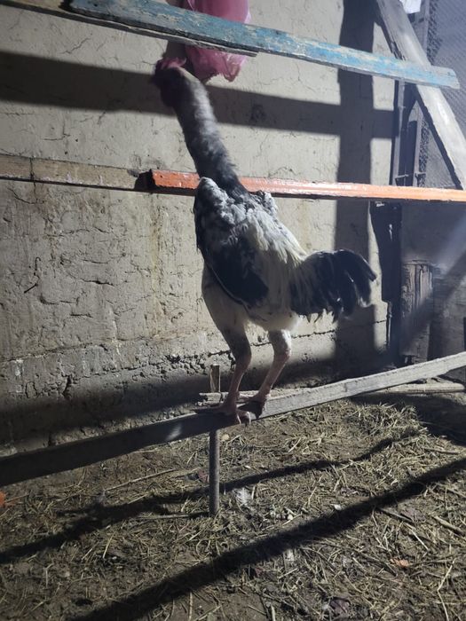 Дәкен тауық, бағасы 15мын