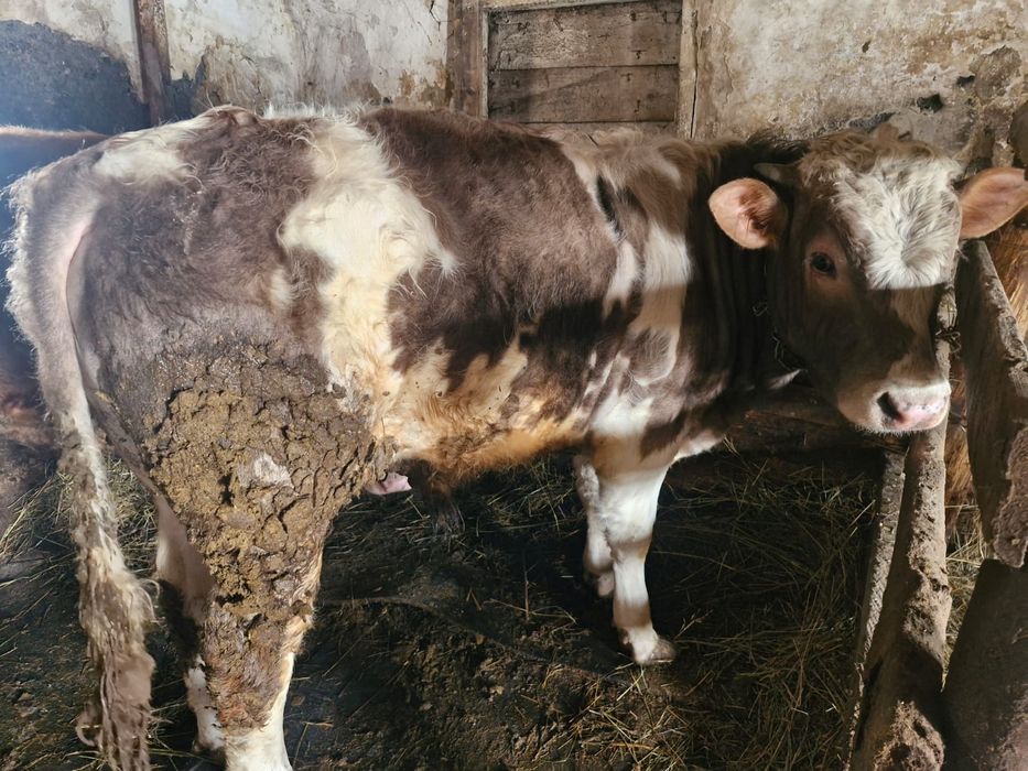 Продам быков откормленные