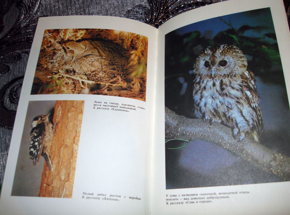 Л.Л. Семаго За птицей радугой