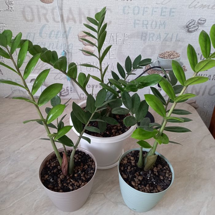 Продам комнатные растения