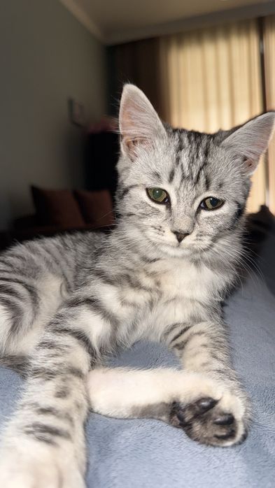 Котенок 2-3 месяца
