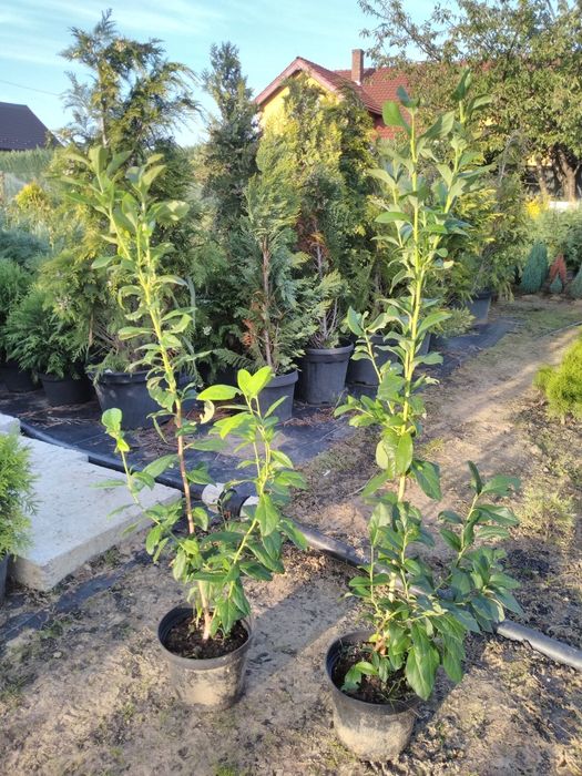 Afine plante 80-100cm