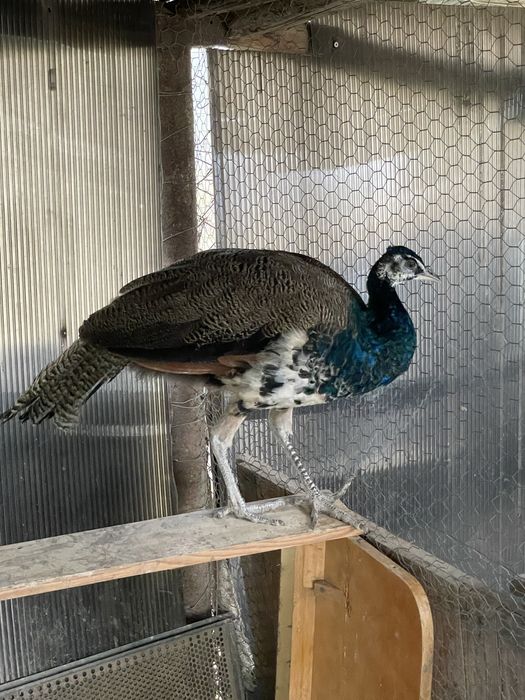 Vand un mascul de paun