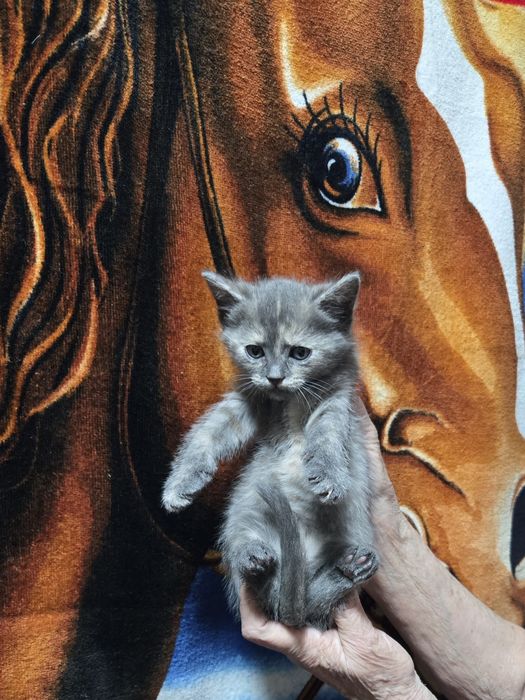 Продам не дорого