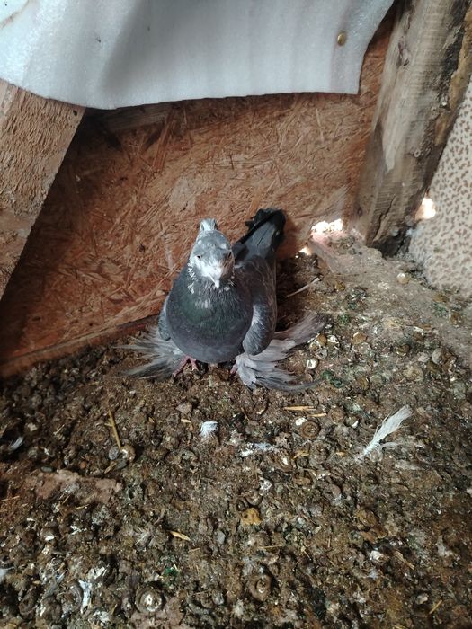 Кептер сатылады двух чуби