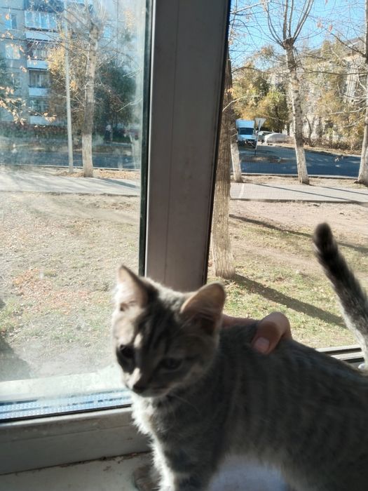 Отдам в хорошие руки котёнка