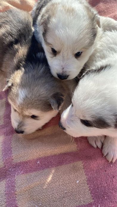 Отдам в добрые руки