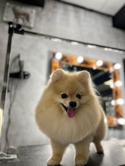 Шпиц ищет самку!!!