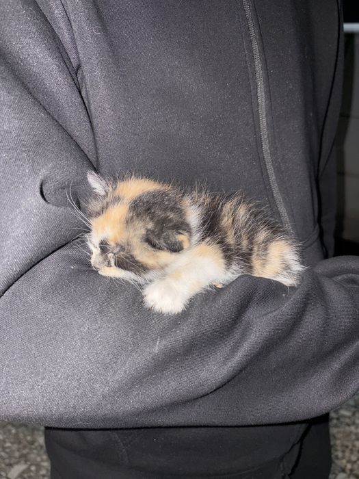 Котенок маленький