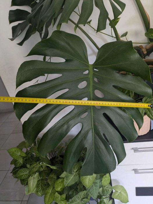 Монстера делисиоза